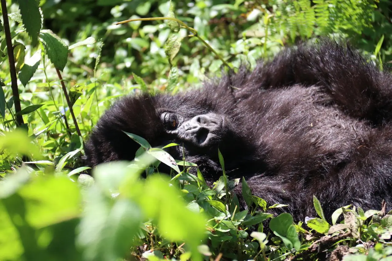 Travel Stories: O encontro com os gorilas de Ruanda